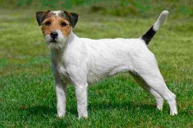 PARSON JACK RUSSELL TERRIER