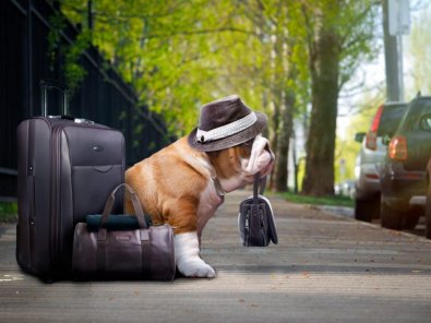 Vai viajar com seu cão?
