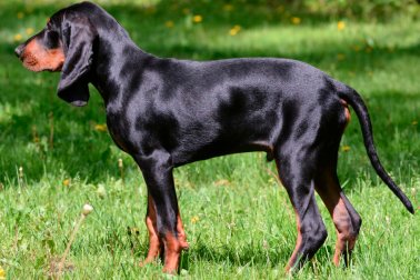 COONHOUND BLACK AND TAN